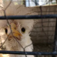 جوجه خروس سلطان