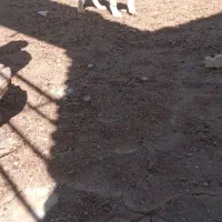 طوله سگ|سگ|فریمان, |دیوار