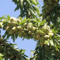 اجاره برداشت باغ بادام