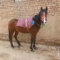 مادیان کرد سواری دار