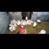 جمع اوری مرغ تلفاتی از کل گیلان به قیمت مناسب