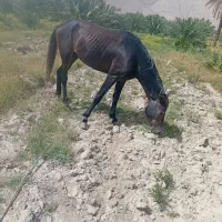 اسب|اسب و تجهیزات اسب‌سواری|فارغان, |دیوار