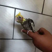 جوجه عروس هلندی بیست روزه