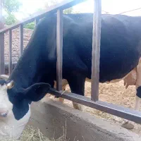 گاو سمینتال با گوساله نر