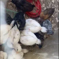 جوجه یکماهه محلی