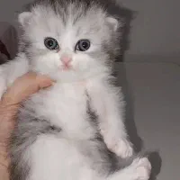 گربه بریتیش ماده
