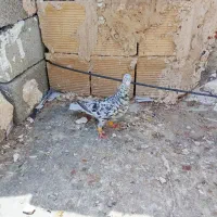 کبوتر
