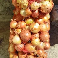 پیاز تمیز شده بدون ضایعات