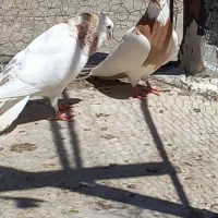 طوقی|پرنده|اسفرورین, |دیوار