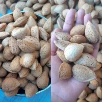 بادام سنگی دیم