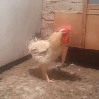 خروس|حیوانات مزرعه|کاشان, مسلم آباد|دیوار