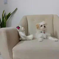 سگ واگذاری شیتزو