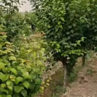 فروش باغچه۱۲۰۰ متری