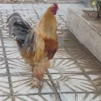 خروس حنایی برهما