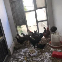 خروس فروشی