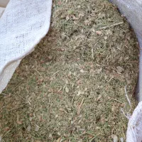 کاه عدس