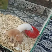 دو عدد همستر بازی گوش تمیز سالم