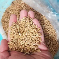 فروش گندم امسال در شهر جم