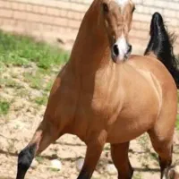 اسب