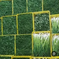 سبزی پاک شده وشسته شده
