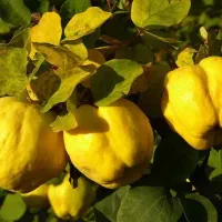 نهال به. اصفهان برای سراسر کشور  ارسال فوری