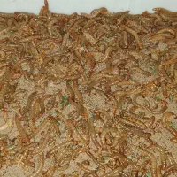 میلورم و سوسک مولد