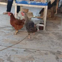 مرغ|حیوانات مزرعه|کرج, خرمدشت|دیوار