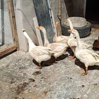 غوغاز|حیوانات مزرعه|خرمشهر, |دیوار