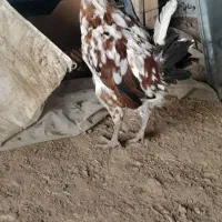 مرغ وخروس گلین لری