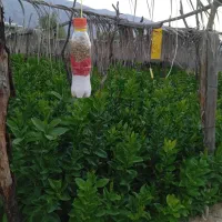 نهالستان باغ بهشت