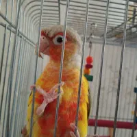 طوطی‌گرینچیک
