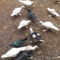 اردک اسرائیلی/قیمت مناسب/۱۱عدد