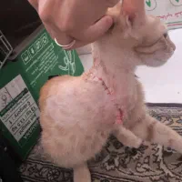واگذاری رایگان بچه گربه