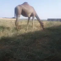 فروش شتر قرچک باقرآباد قشلاق دوم