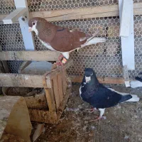 کبوتر جفتی ساده