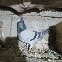 کبوتر پلاکی