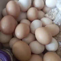 تخم مرغ محلی