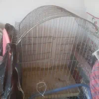 قفس کاسکووعروس هلندی