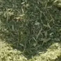 سبزه (سوزه گازر) برای حیوان
