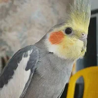 عروس هلندی فروش