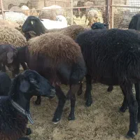 فروش گوسفند ژندار