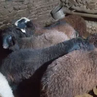 بره نر گوشتی