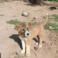توله سگ