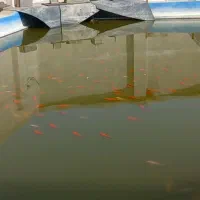 فروش ماهی قرمز فوری