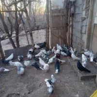 ۵۰۰۰۰۰۰|پرنده|مشگین شهر, |دیوار