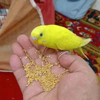 مرغ عشق