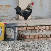 جا ندارم برای نگهداری