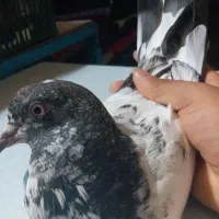 جوجه تیدی
