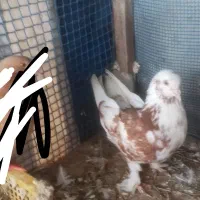 کبوتر|پرنده|کلاچای, |دیوار