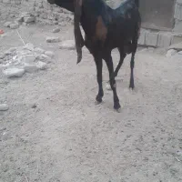 نربز  .کاموری